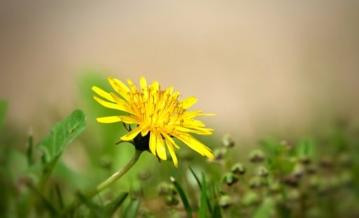 自然な生き方への回帰の必要性11a